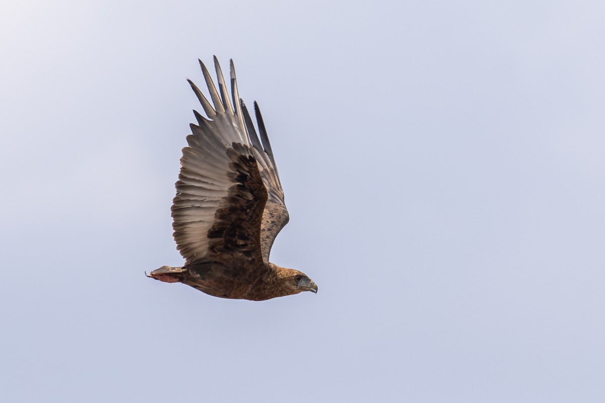 Brown Snake-Eagle - ML645019457