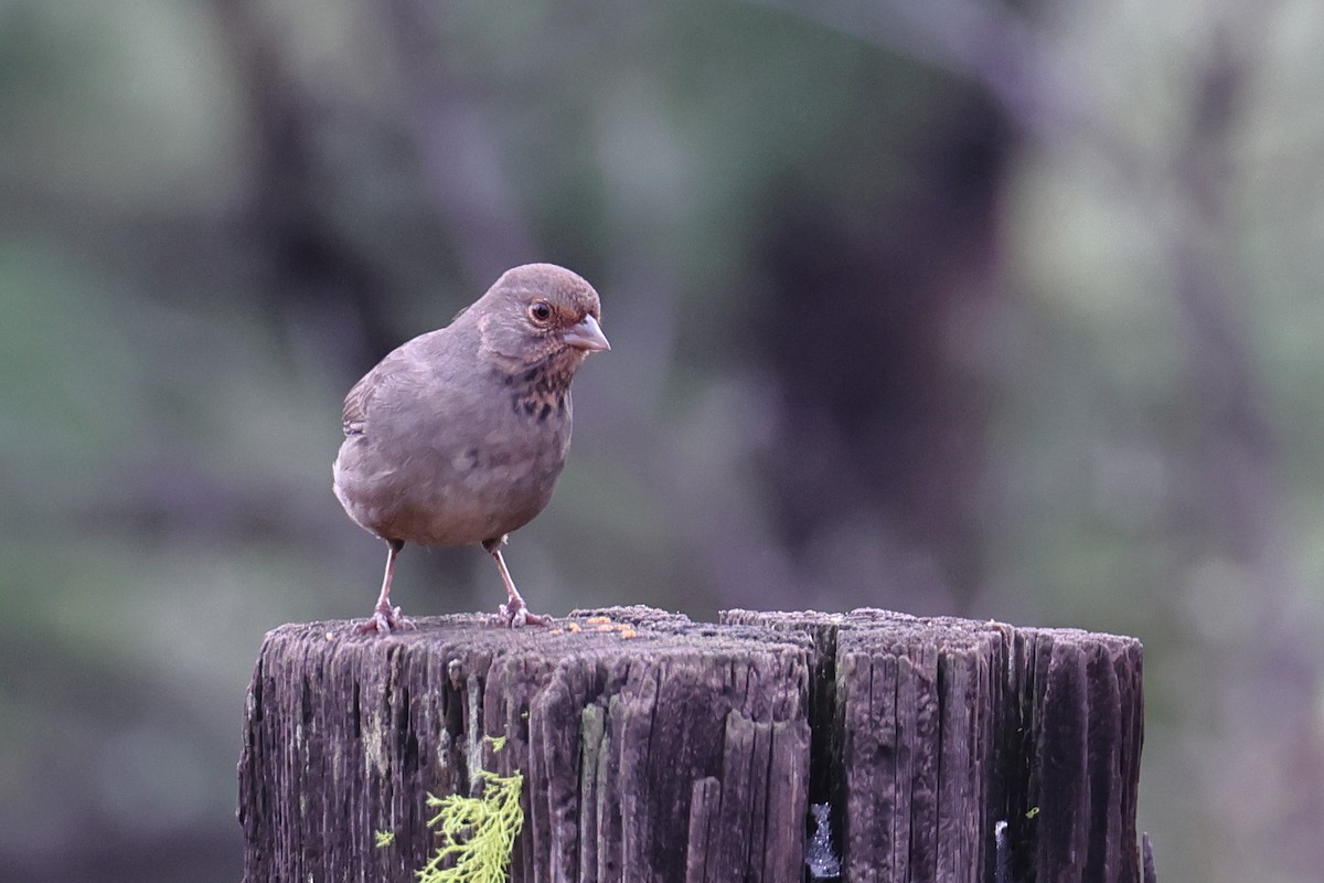 California Towhee - ML645019458