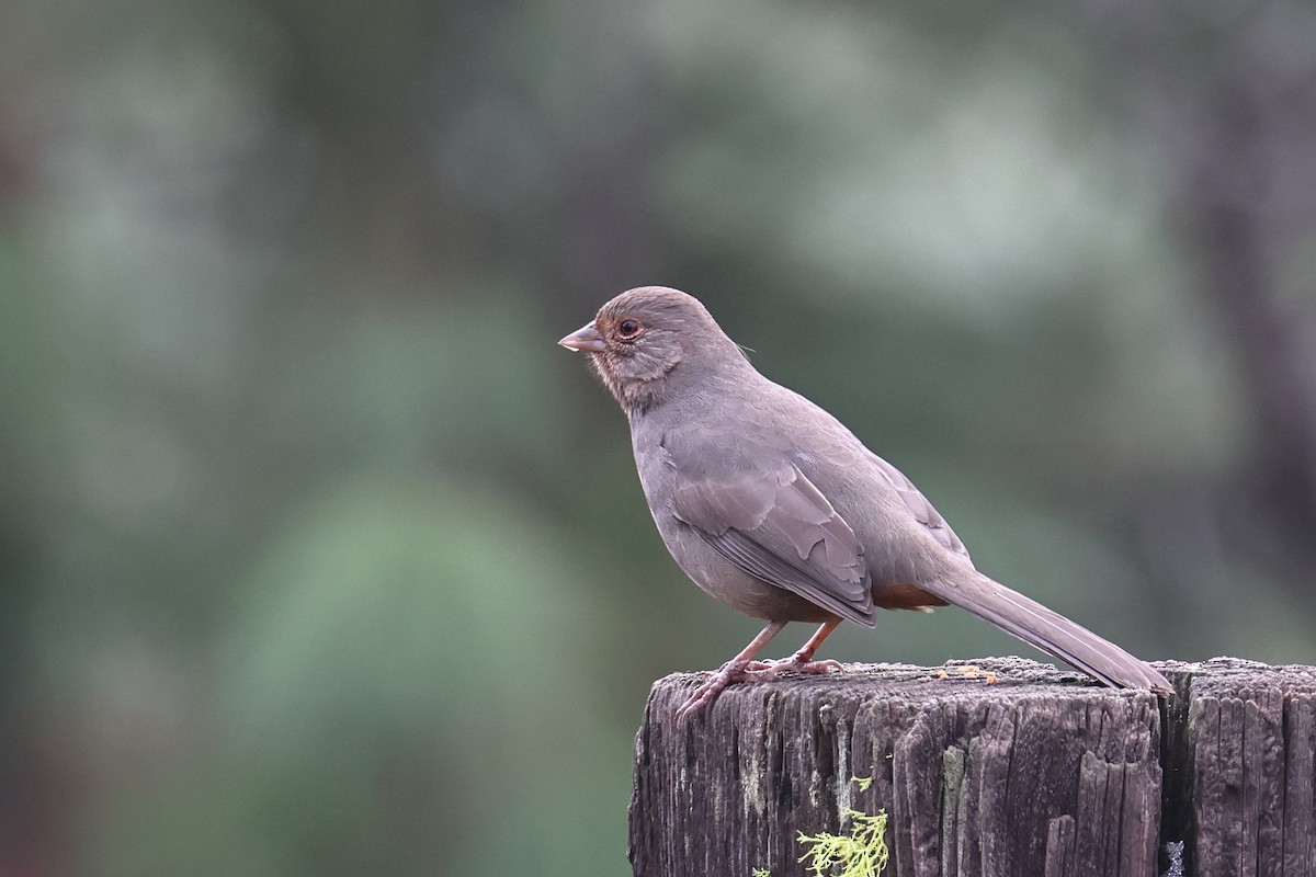 California Towhee - ML645019460
