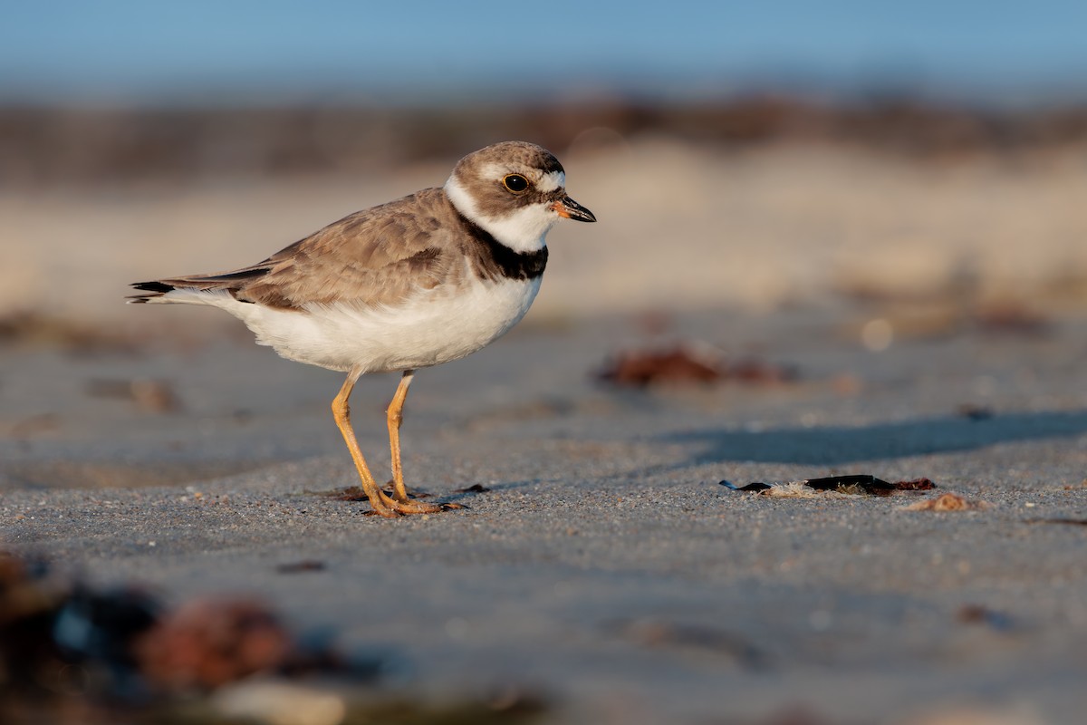 Semipalmated Plover - ML645019461