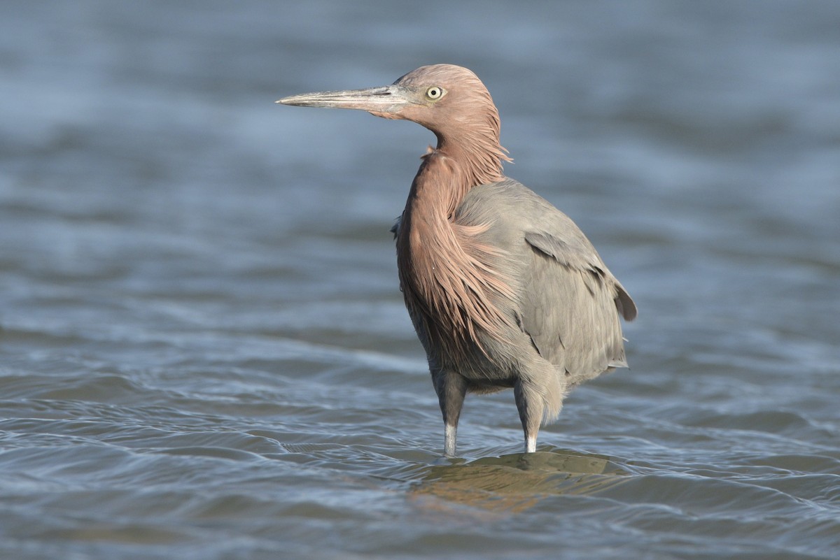 Reddish Egret - ML645019462