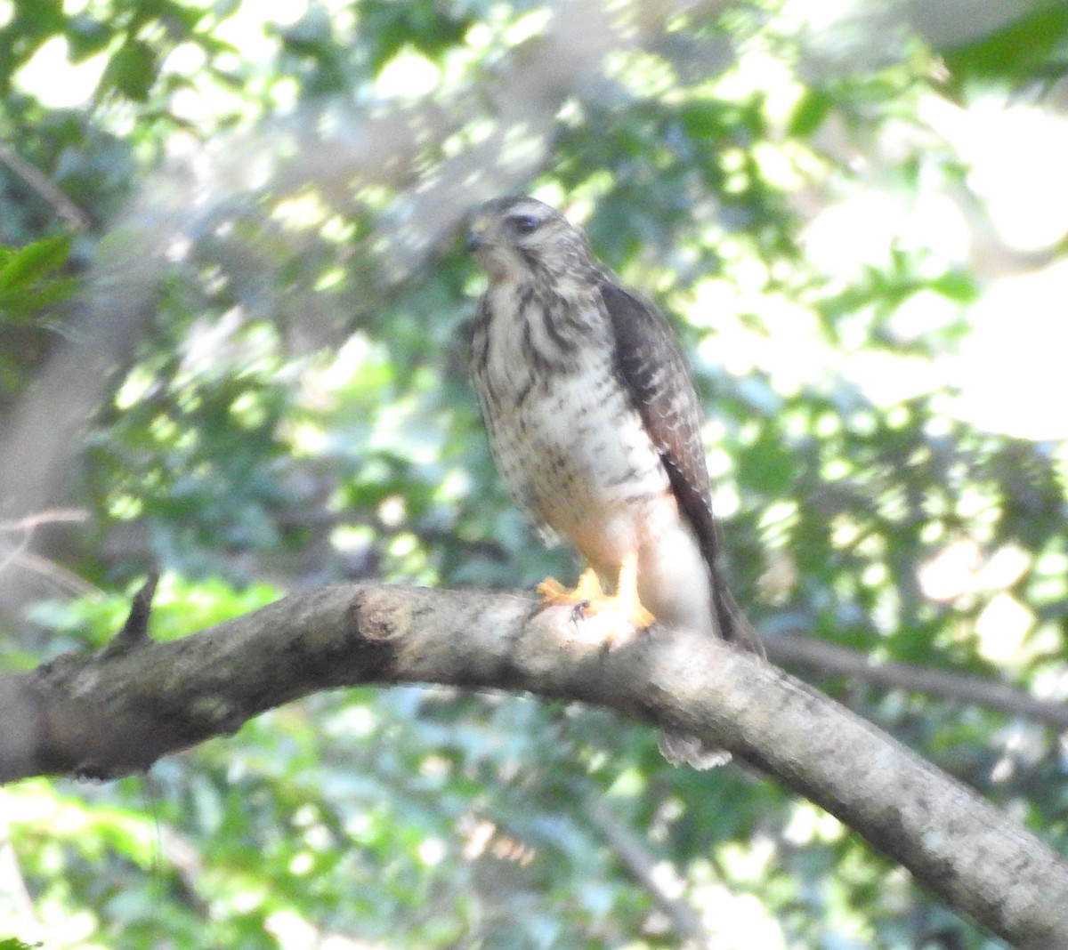 Broad-winged Hawk - ML645019463
