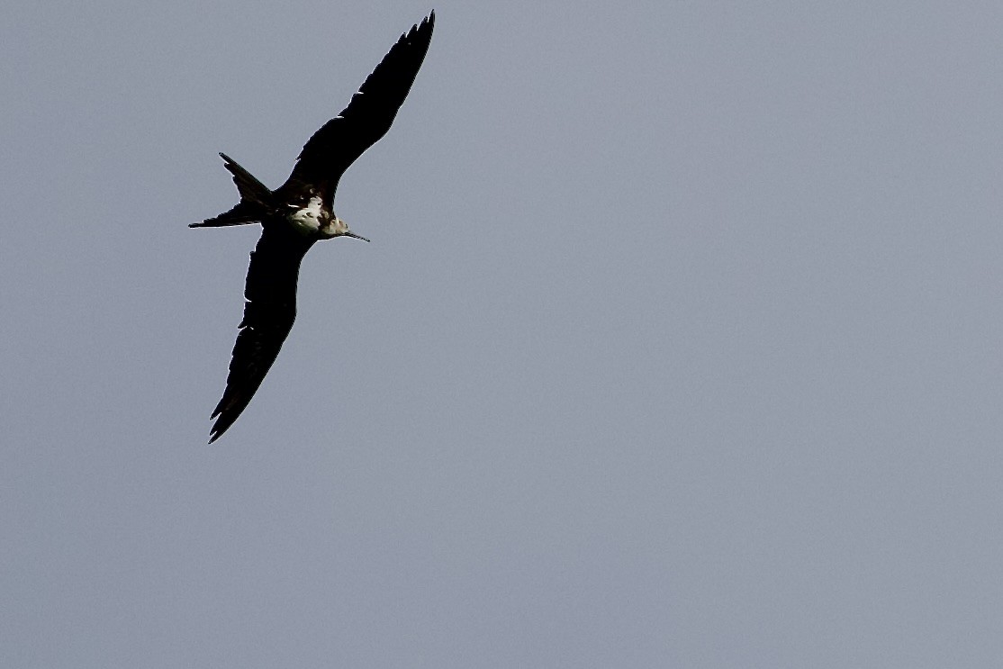 Lesser Frigatebird - ML645019469