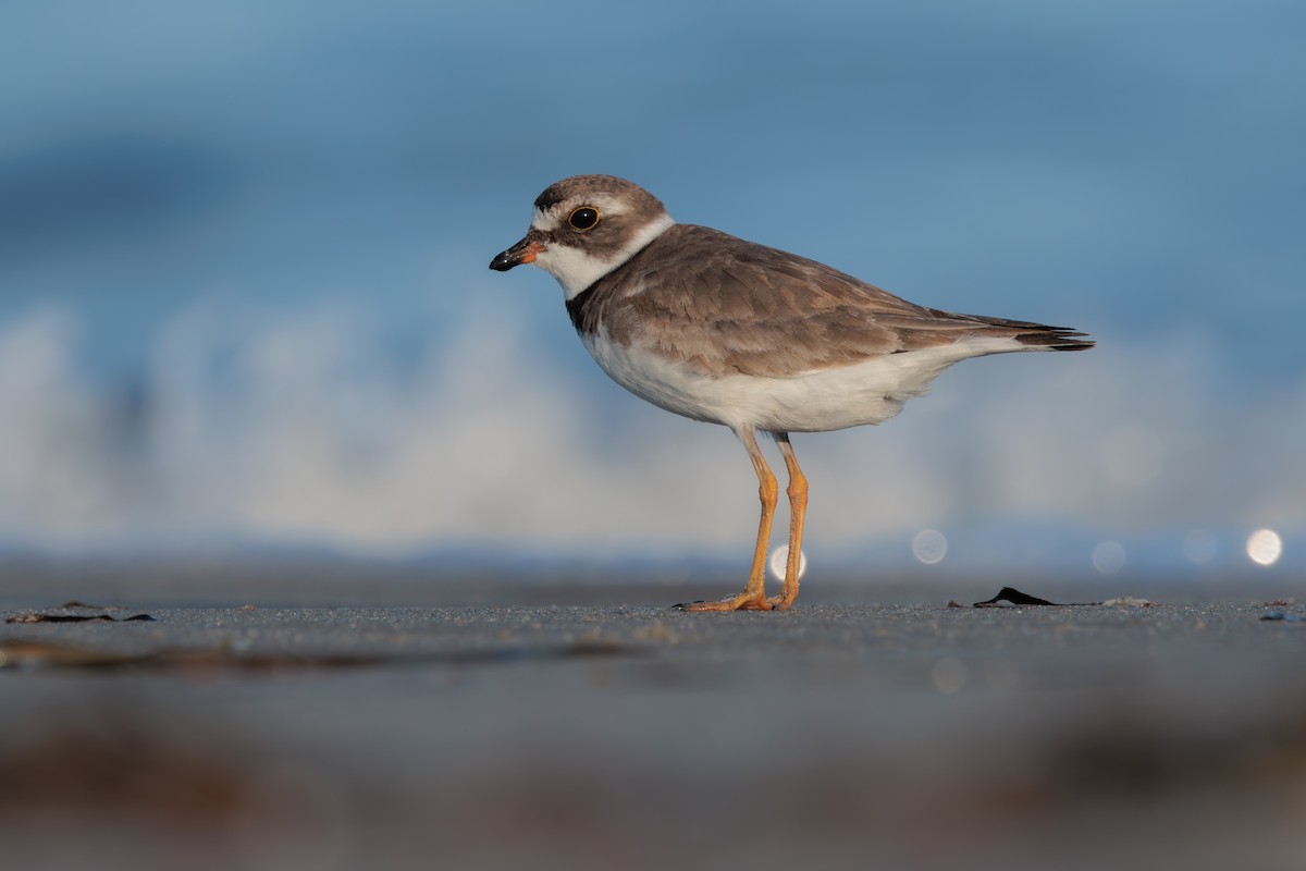 Semipalmated Plover - ML645019472