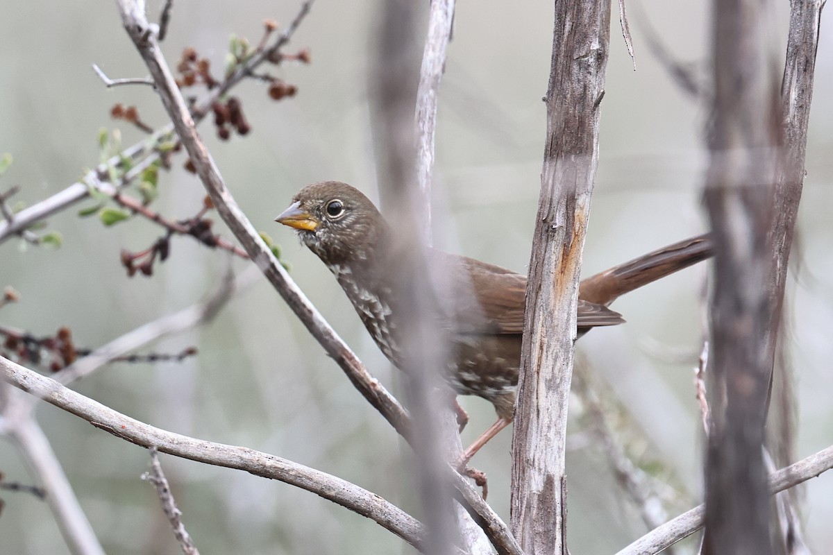 strnadec kaštanový - ML645019483