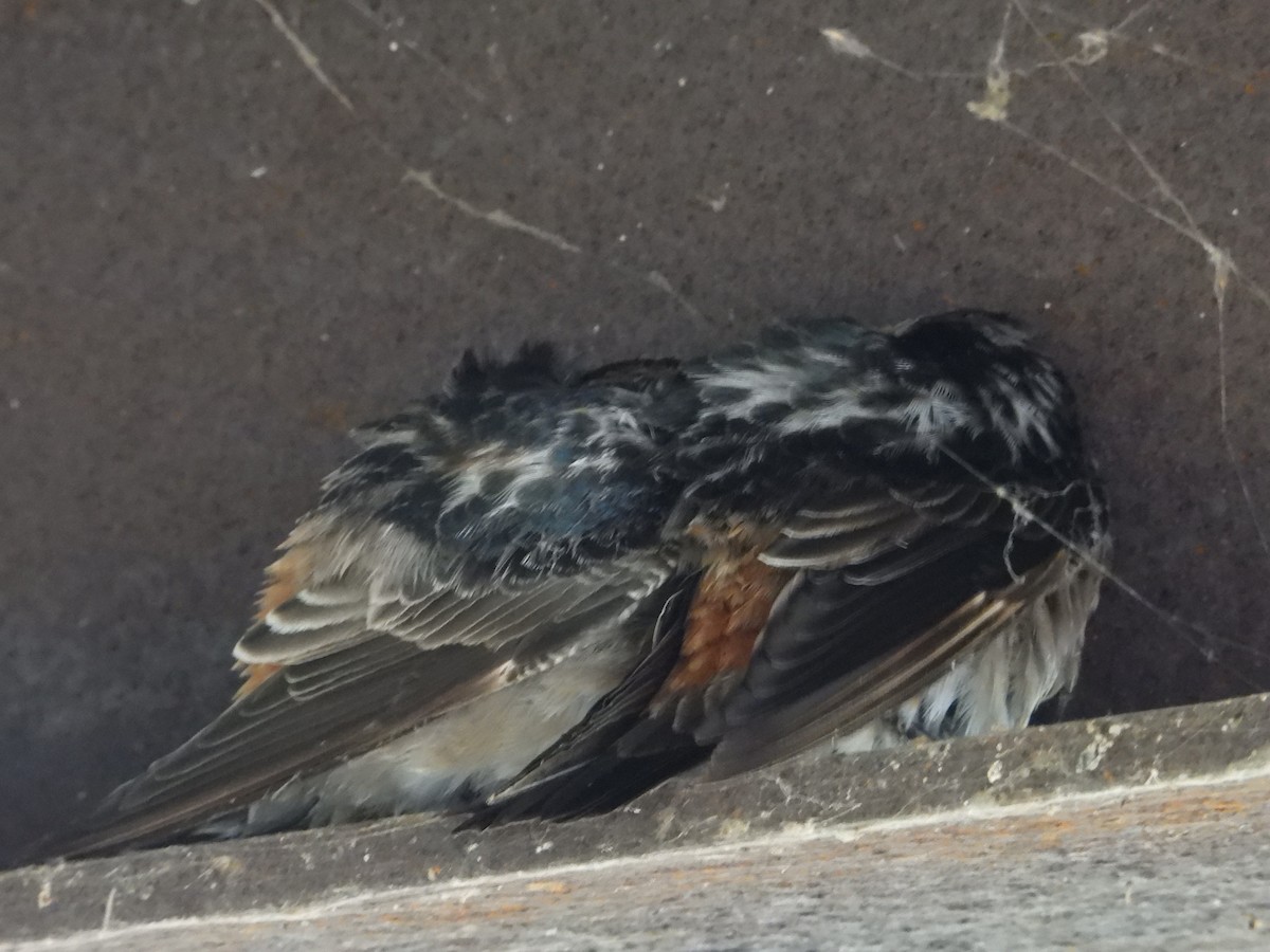 Cave Swallow - ML645019486