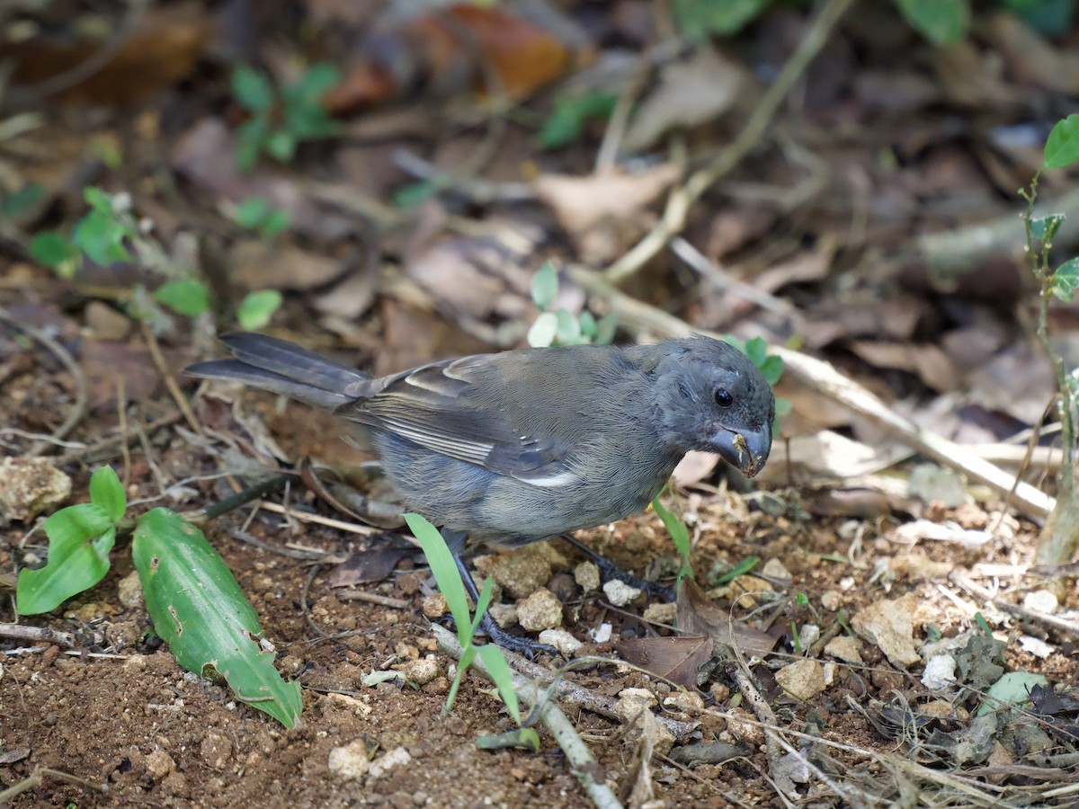 Semillero de Gran Caimán - ML645019504