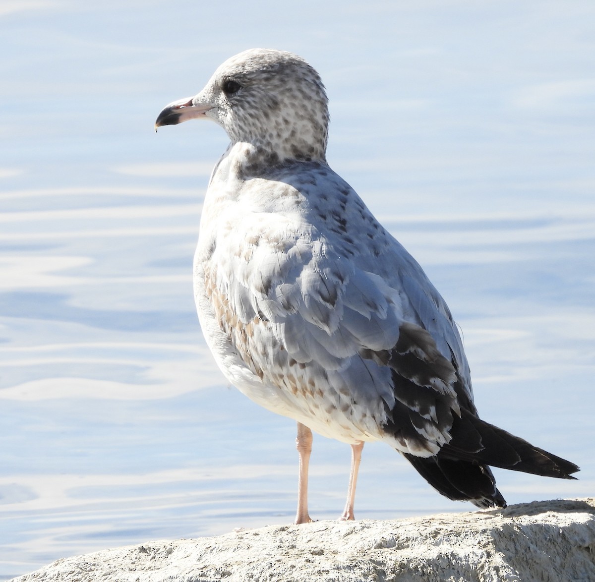 Мартин делаверський - ML645019509