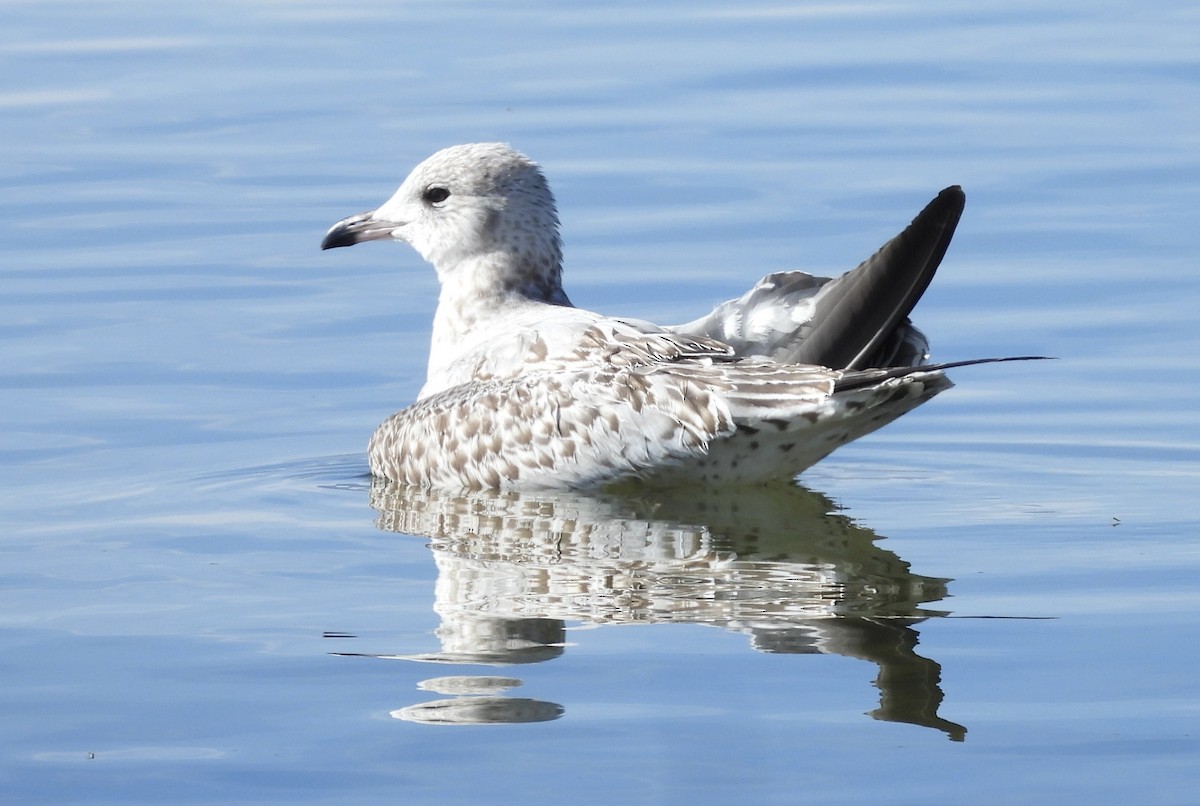 Мартин делаверський - ML645019510