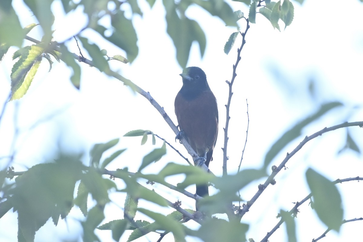 Orchard Oriole - ML645019515