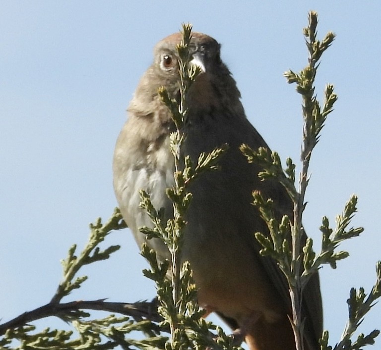 Тауї каньйоновий - ML645019518