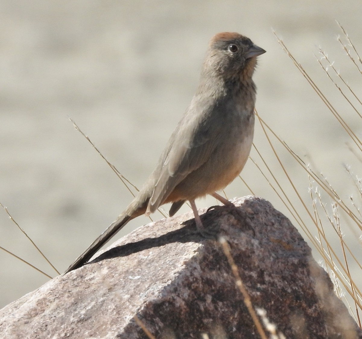 Тауї каньйоновий - ML645019519