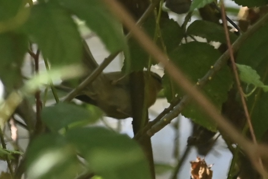 Worm-eating Warbler - ML645019528