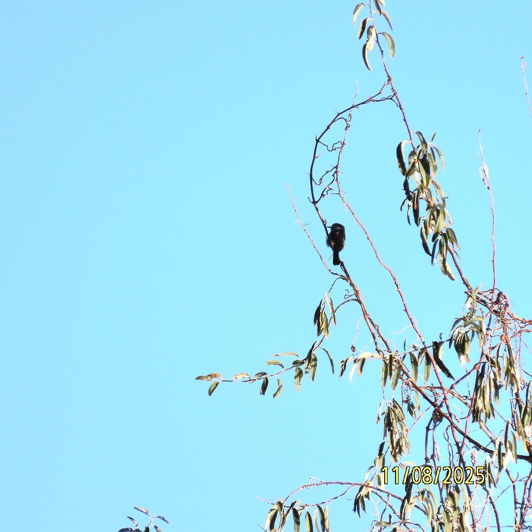 Підбуреник - ML645019538