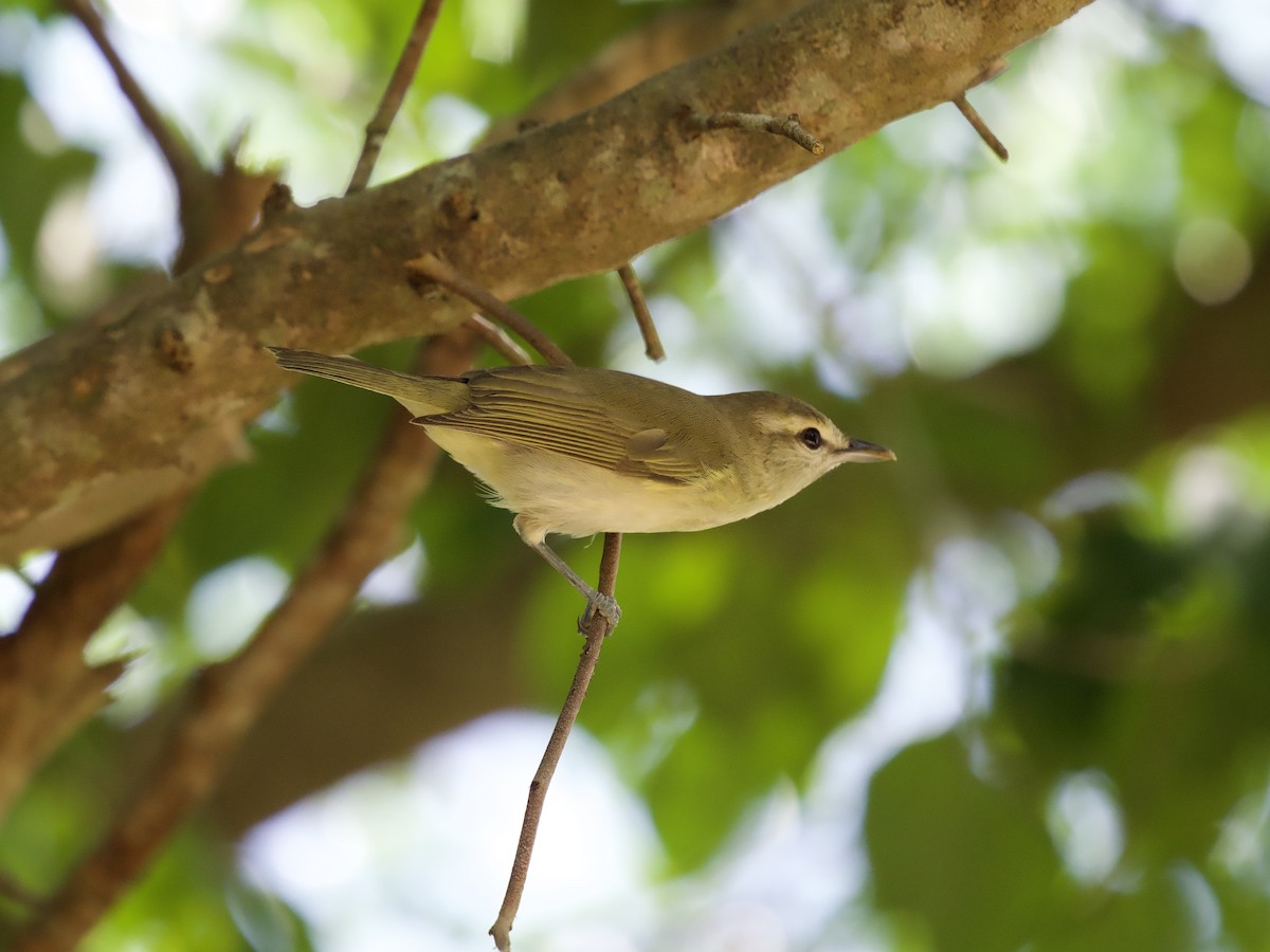 Yucatan Vireo - ML645019549