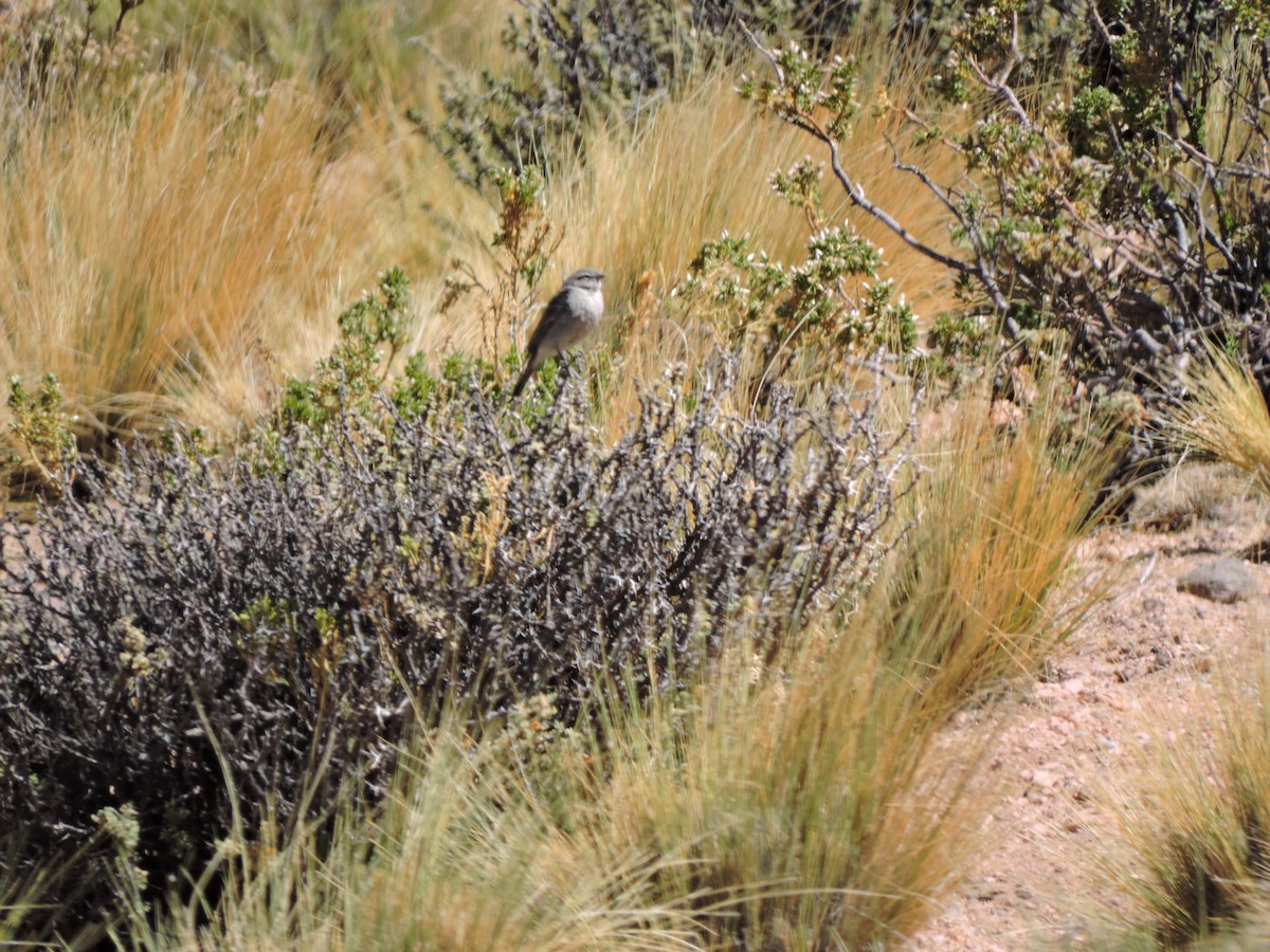 Ash-breasted Sierra Finch - ML645019553