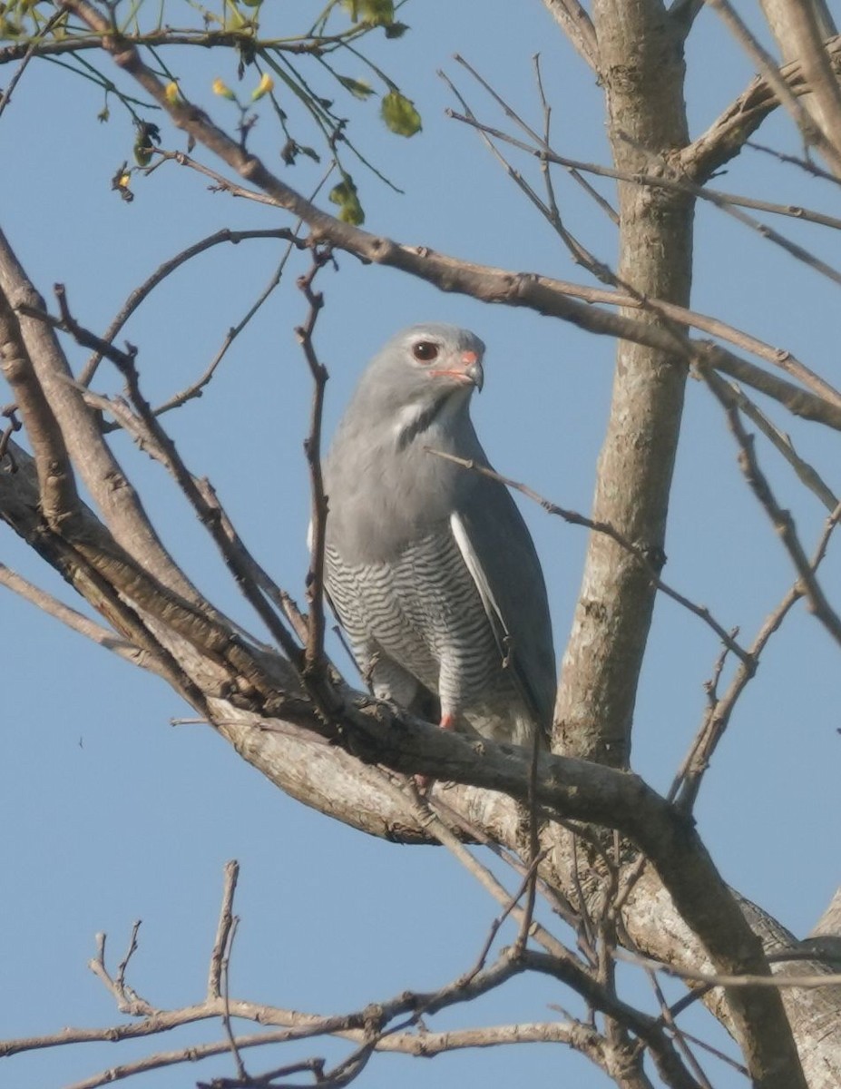 Lizard Buzzard - ML645019556