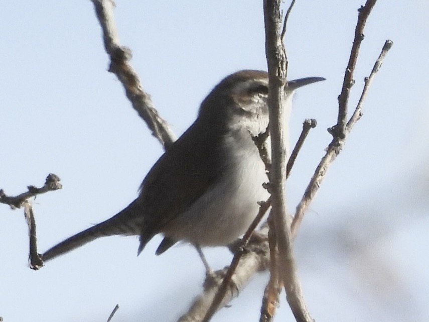 Підбуреник - ML645019557