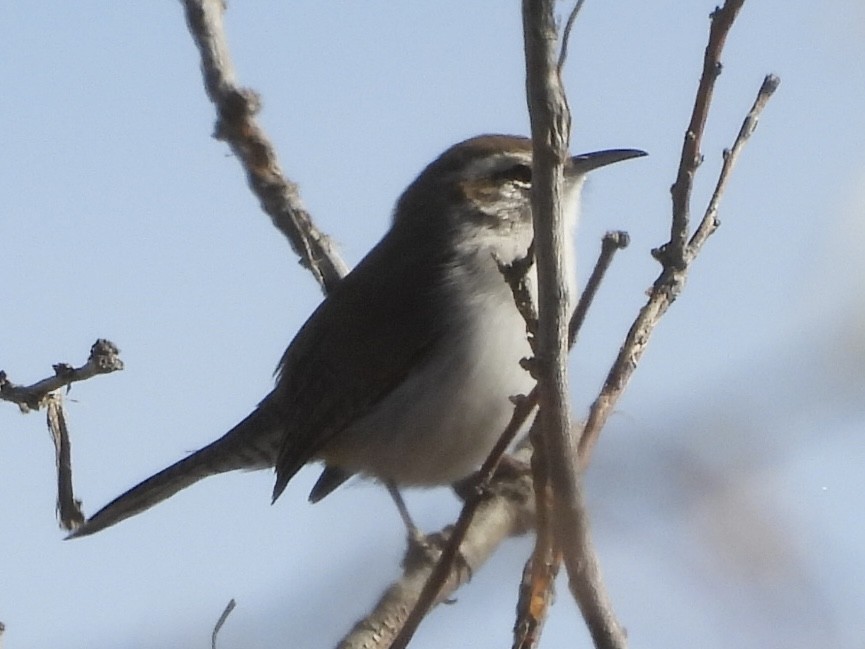 Підбуреник - ML645019558