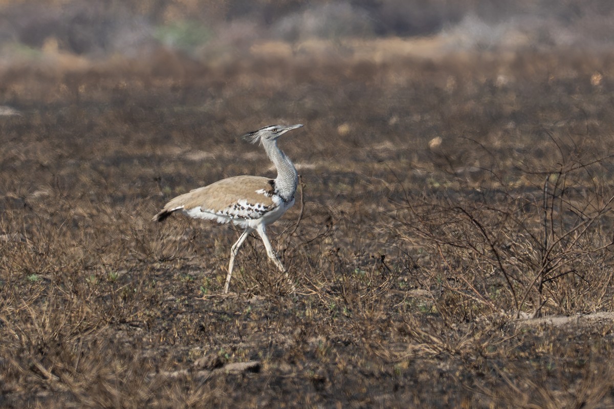 Дрофа-кори - ML645019562