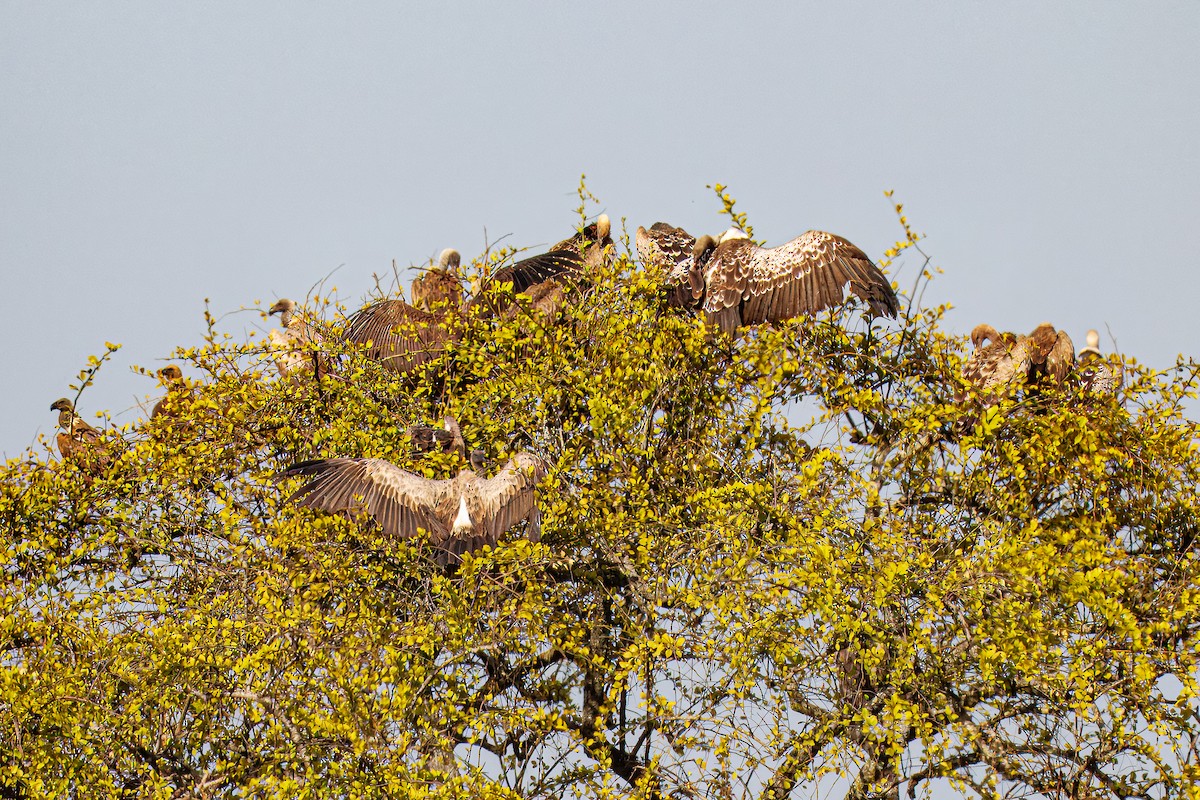 White-backed Vulture - ML645019581