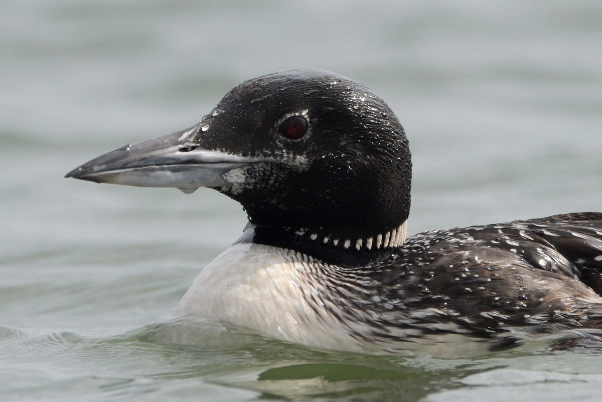 Common Loon - ML645019589