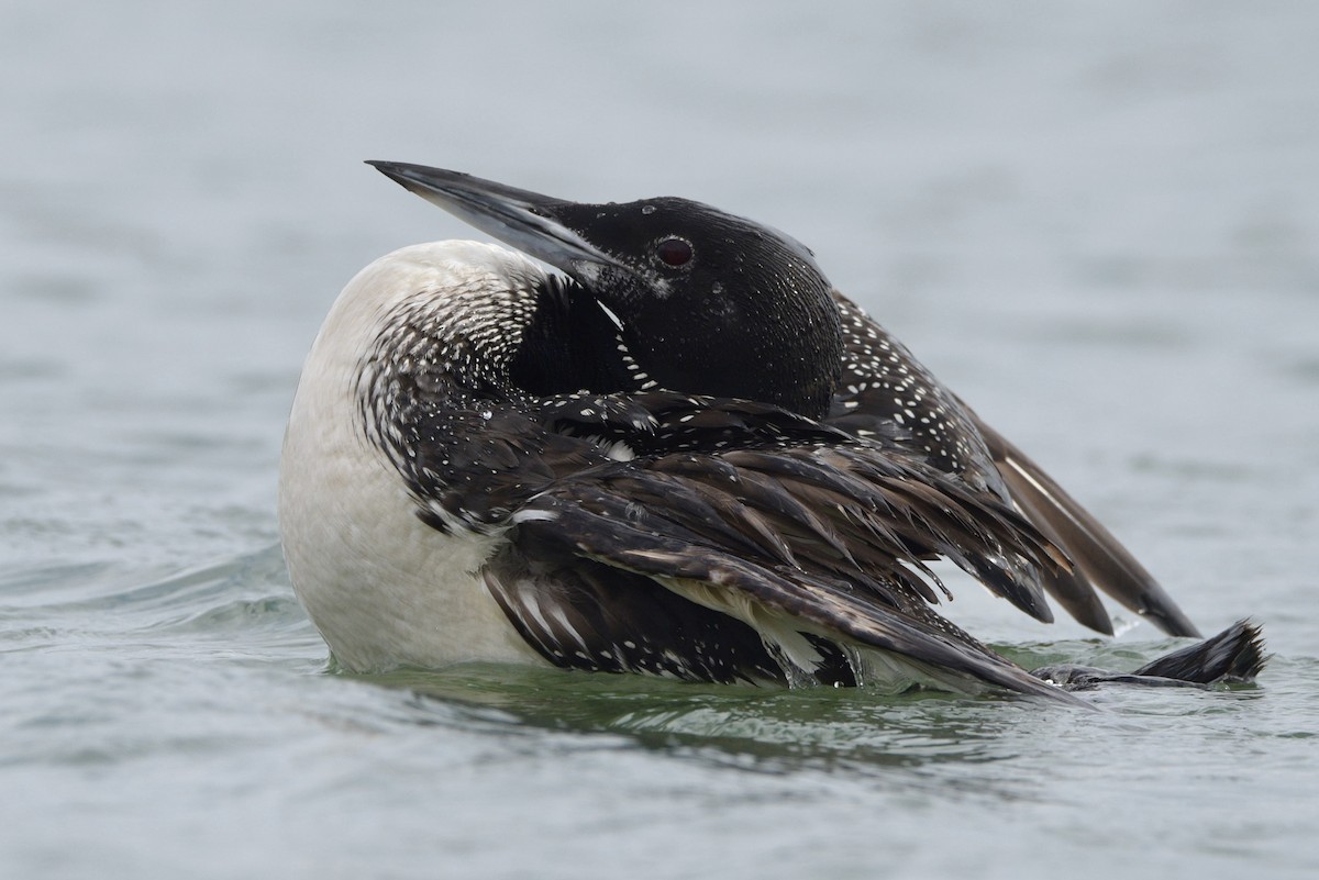 Common Loon - ML645019591