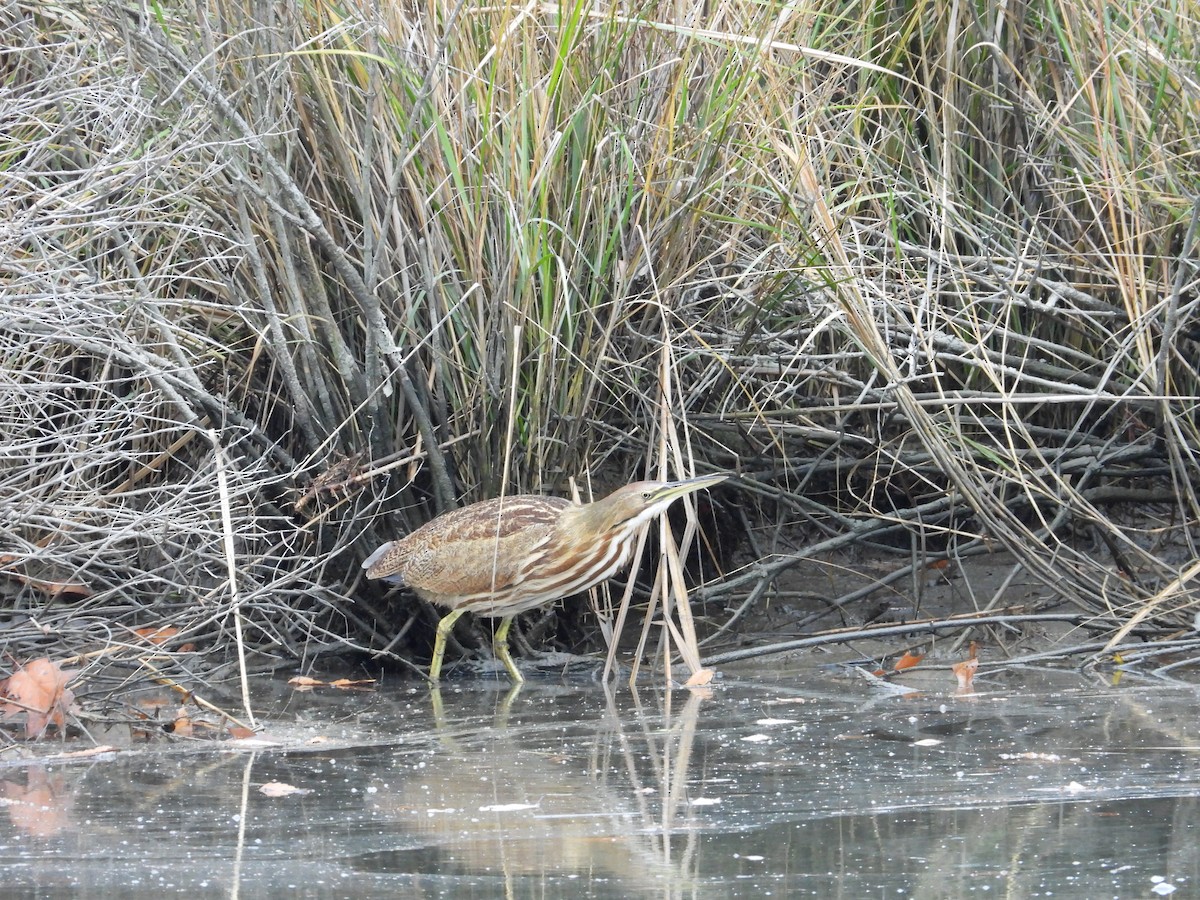 Бугай американський - ML645019603