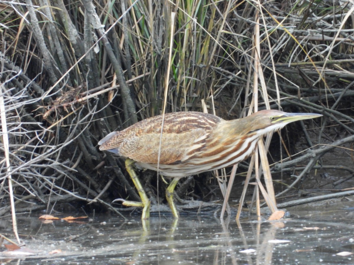 Бугай американський - ML645019610