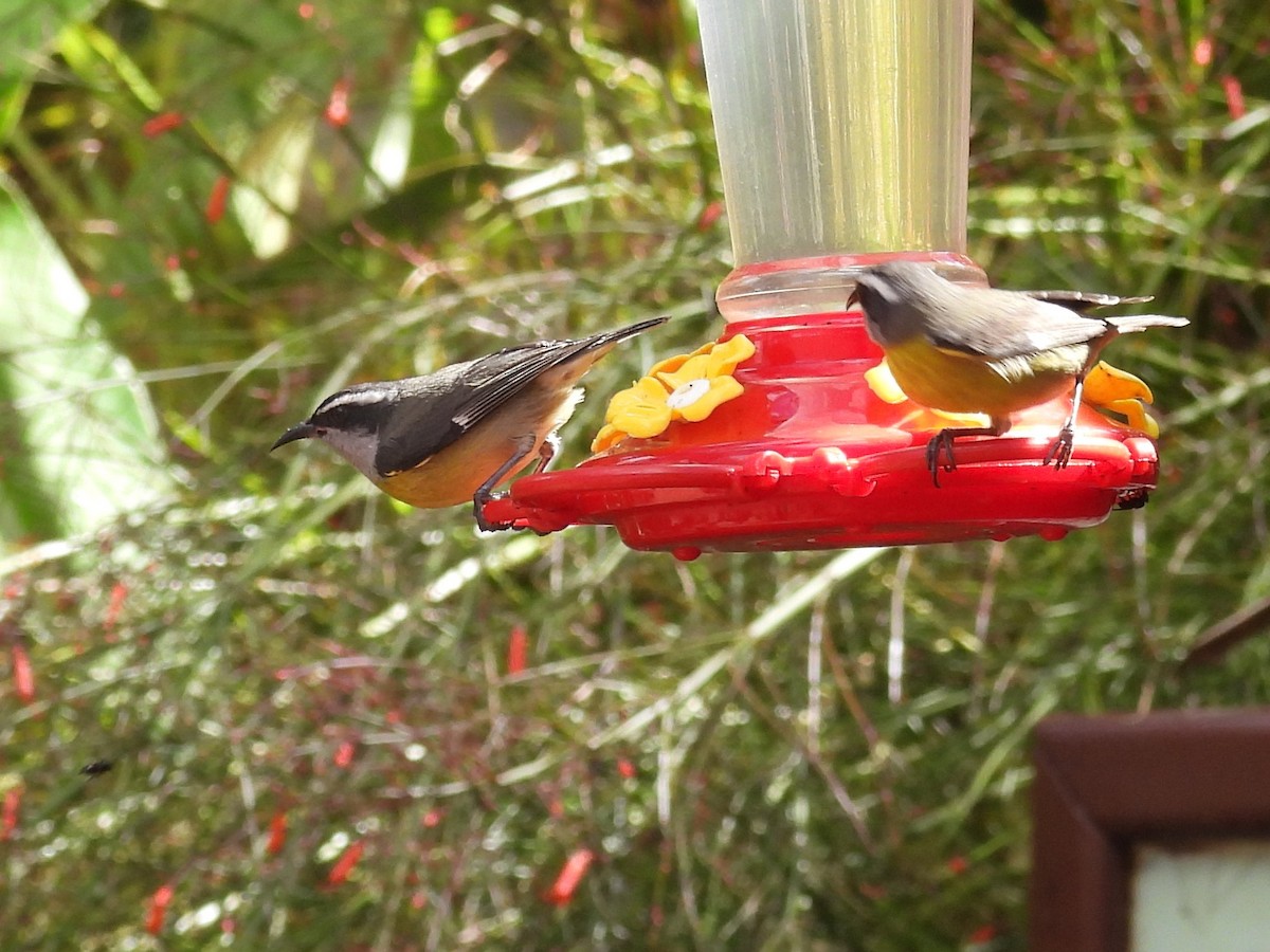 Bananaquit - ML645019616