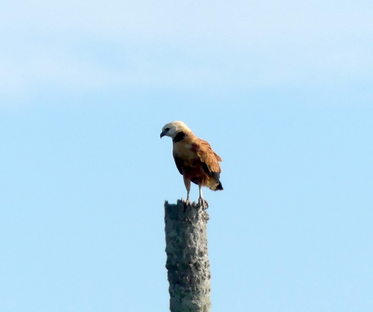 Kara Boyunlu Şahin - ML645019618