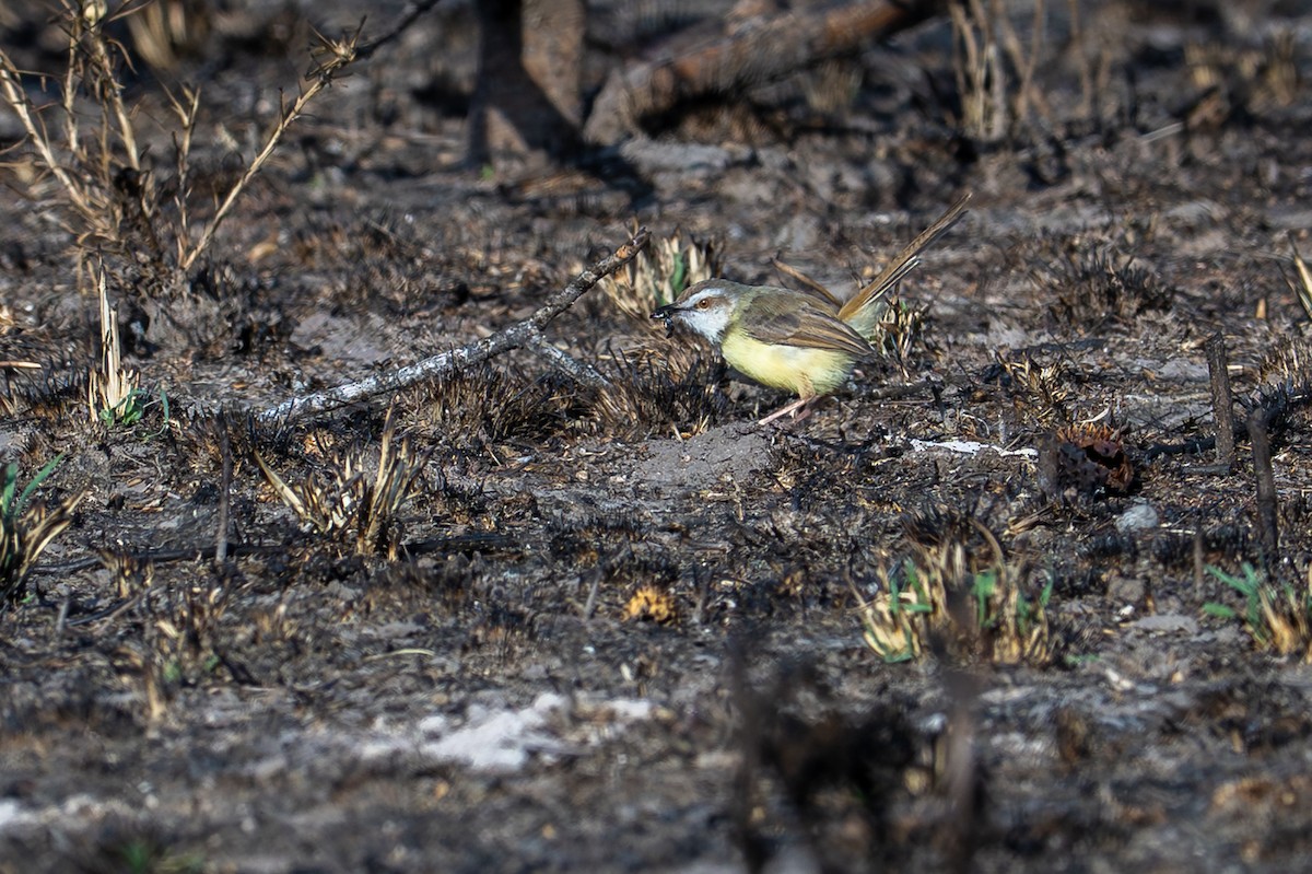 ムナグロハウチワドリ - ML645019619