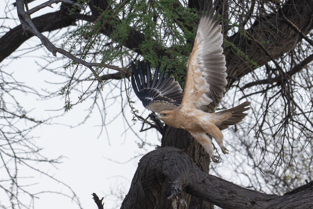 Tawny Eagle - ML645019629