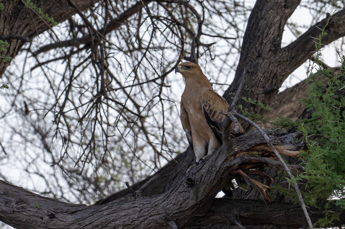 Tawny Eagle - ML645019630