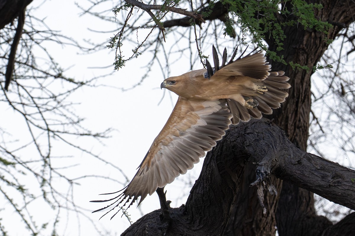 Tawny Eagle - ML645019631