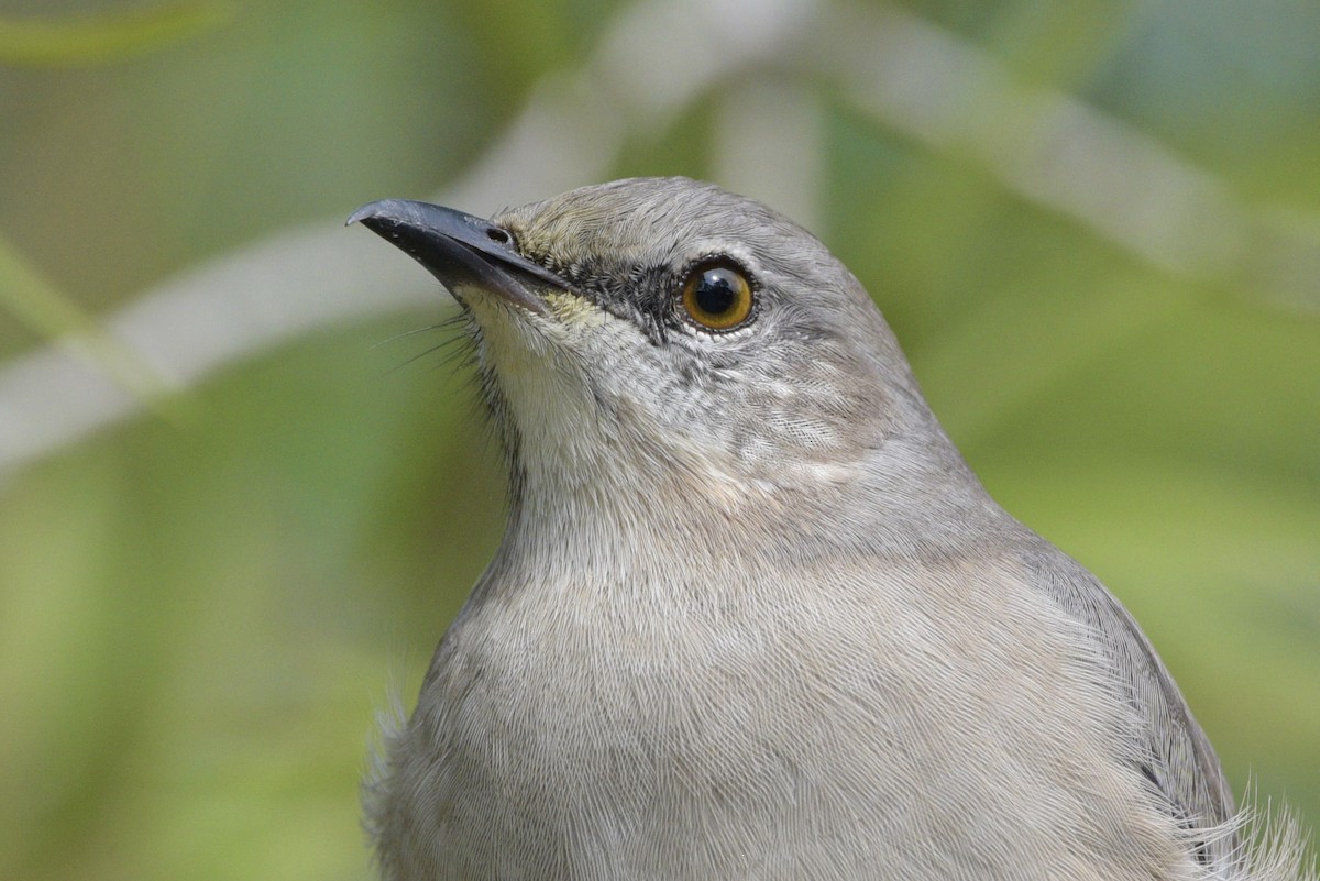 Northern Mockingbird - ML645019639