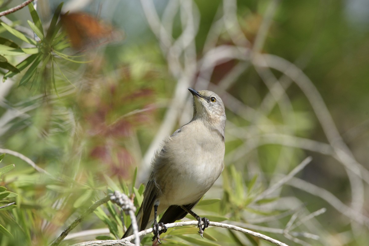 Northern Mockingbird - ML645019640
