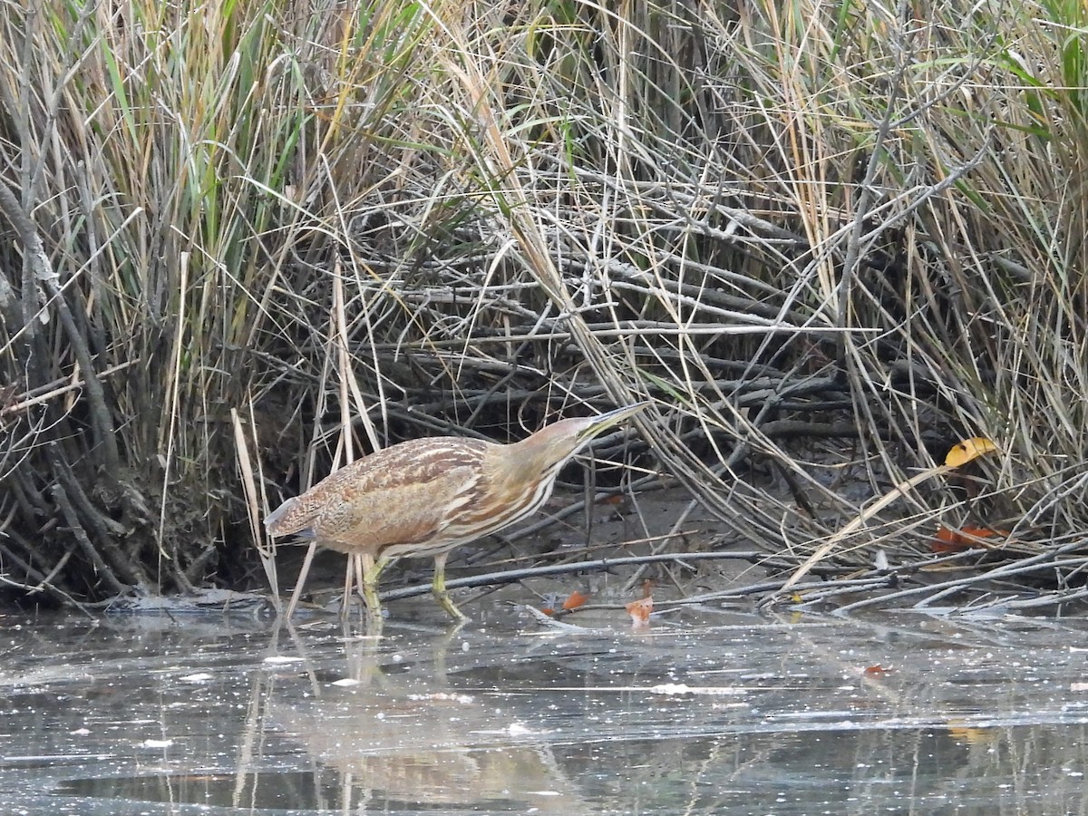 Бугай американський - ML645019644