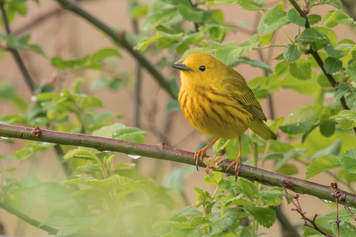 Northern Yellow Warbler - ML645019647