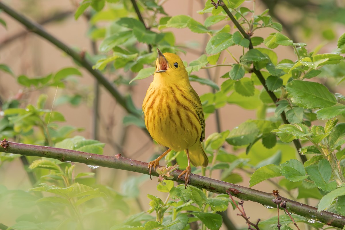 Northern Yellow Warbler - ML645019648