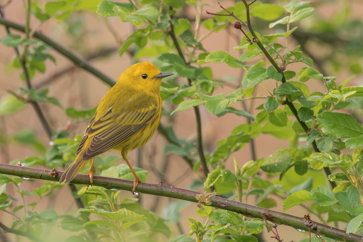 Northern Yellow Warbler - ML645019649
