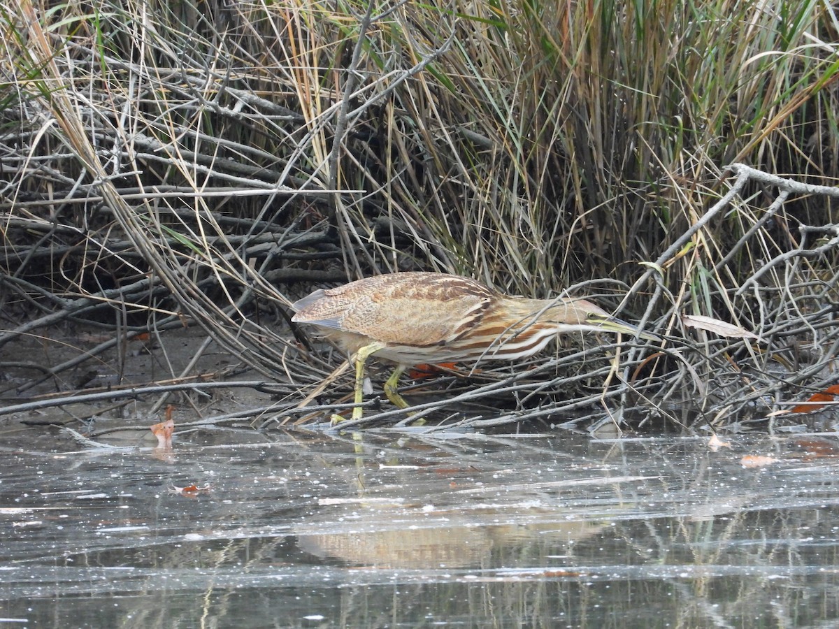 Бугай американський - ML645019661