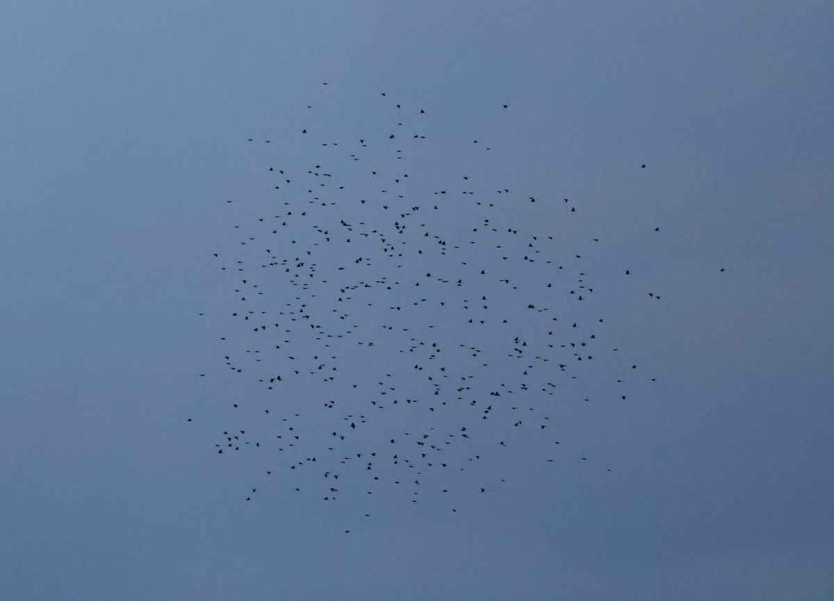 ictéridé sp. - ML645019666