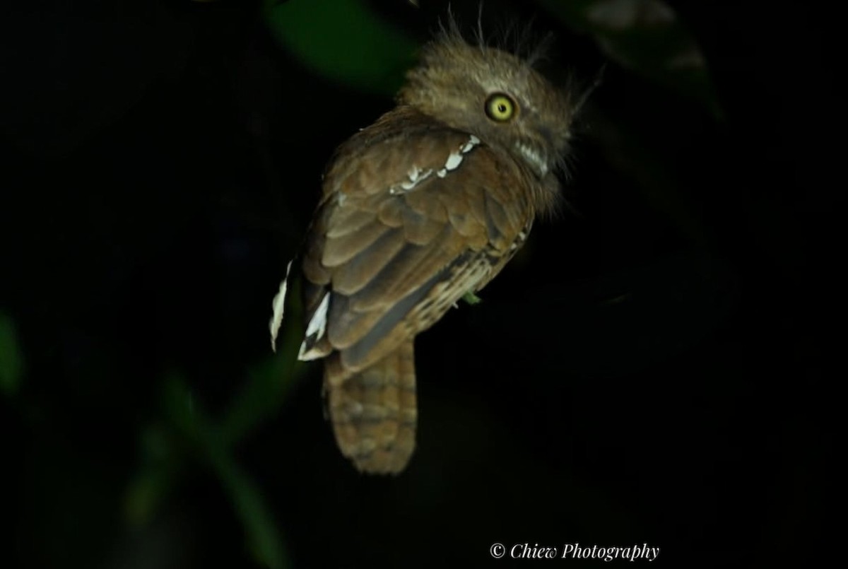 Blyth's Frogmouth - ML645019672