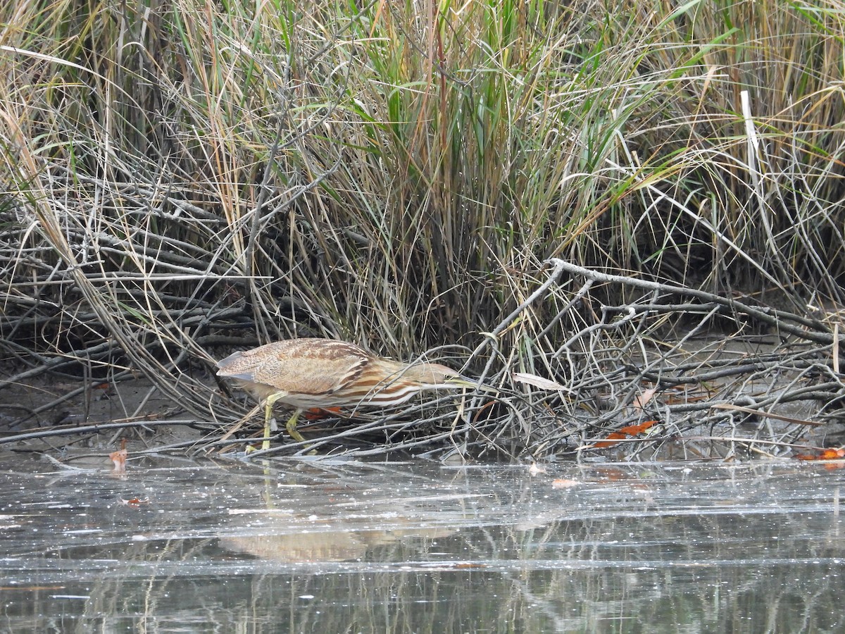 Бугай американський - ML645019675