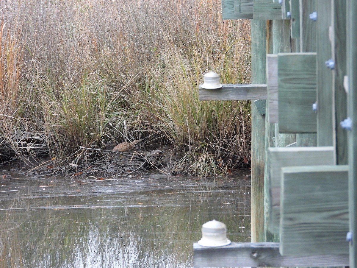 Бугай американський - ML645019697