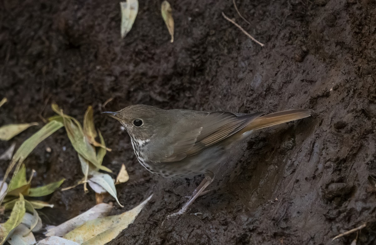 Дрізд-короткодзьоб плямистоволий - ML645019700