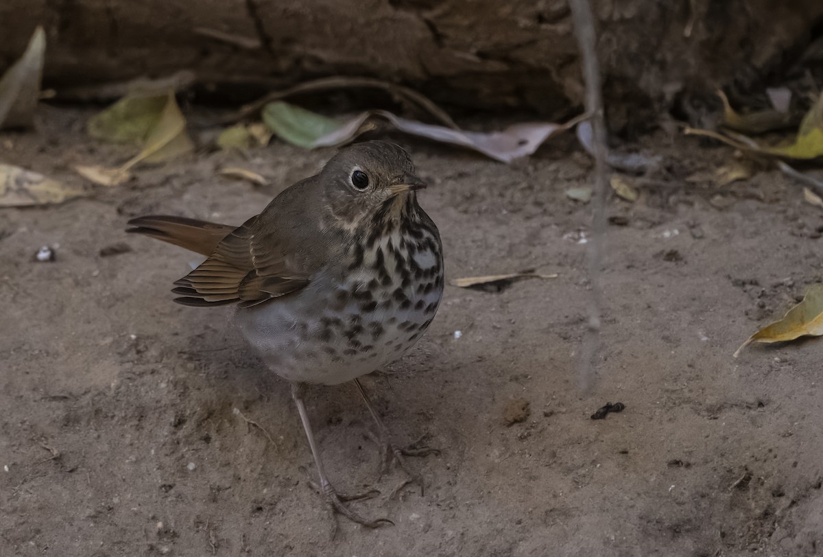 Дрізд-короткодзьоб плямистоволий - ML645019701