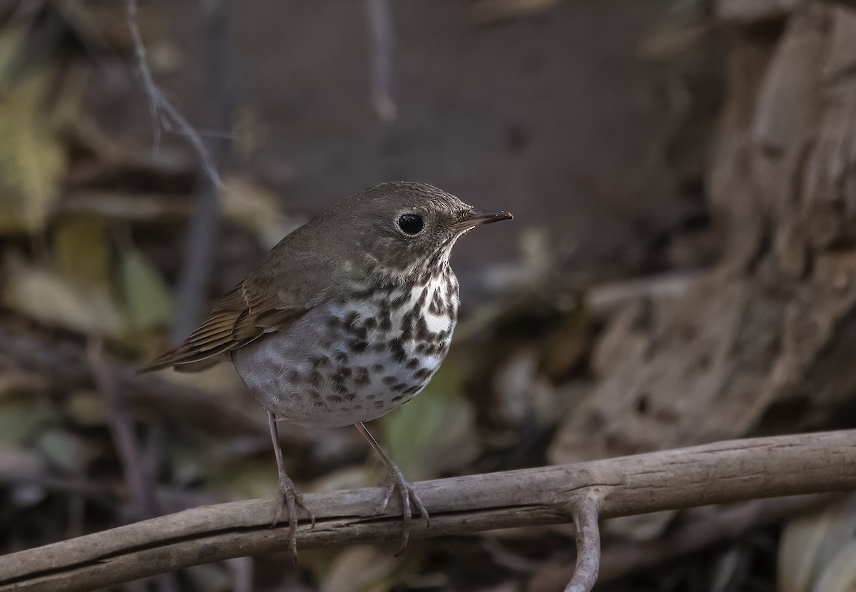 Дрізд-короткодзьоб плямистоволий - ML645019702