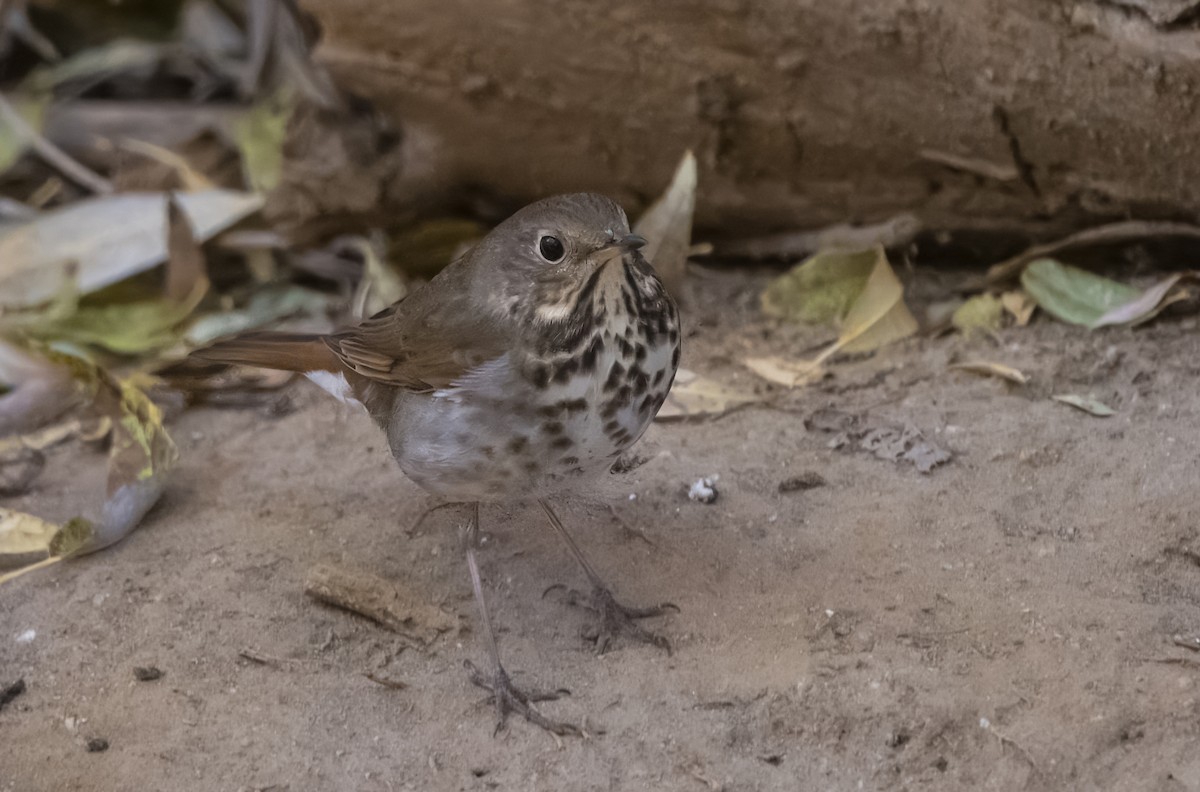 Дрізд-короткодзьоб плямистоволий - ML645019704